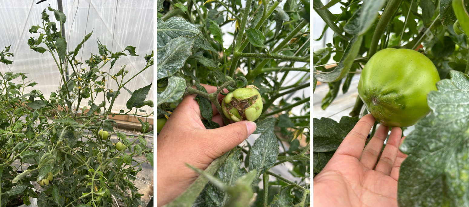 Disfigured tomato fruits as a ult of herbicide injury.